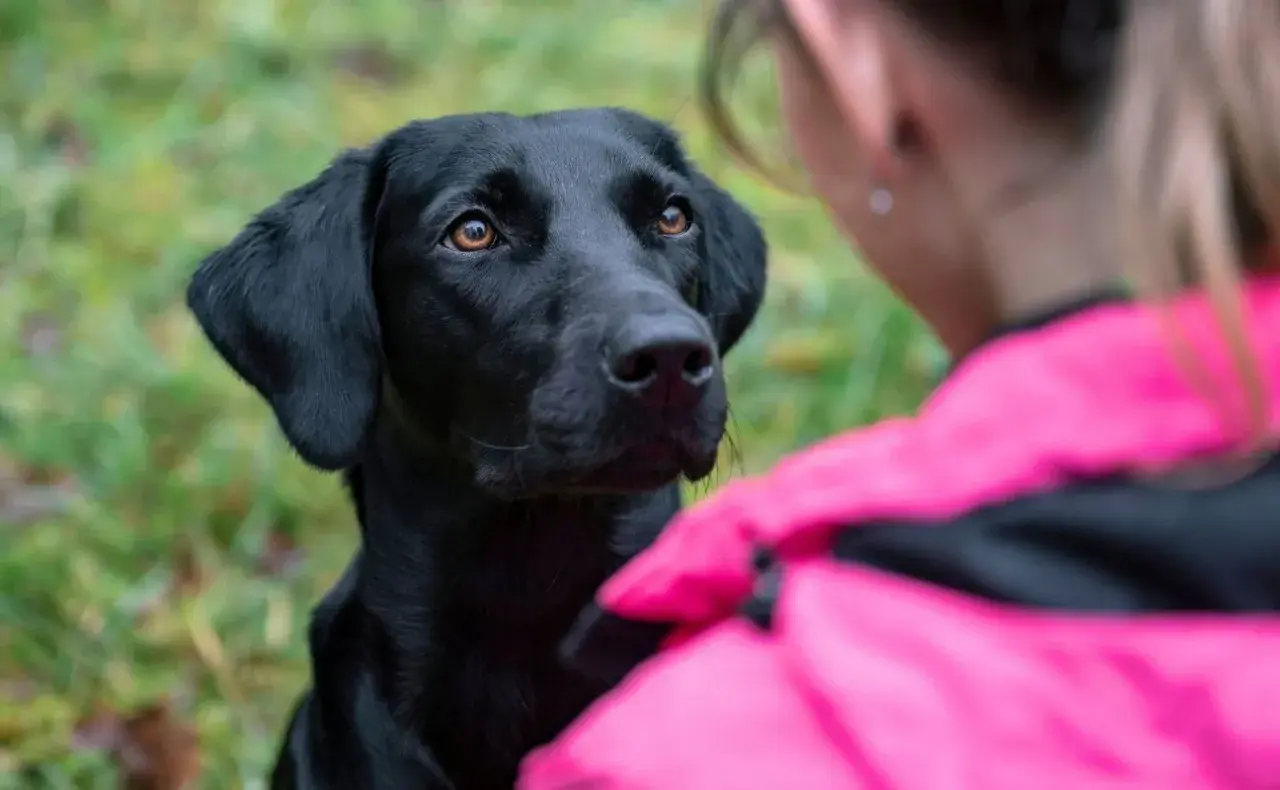Czarny labrador patrzy z uwagą na dziewczynę w różowej kurtce. Zastanawiasz się, dlaczego pies chodzi za mną krok w krok? To dowód jego przywiązania!