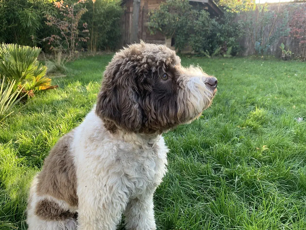 Lagotto romagnolo charakter: pies siedzi na trawie, wpatrzony w dal. Jego kudłata sierść w odcieniach brązu i bieli świadczy o jego żywiołowości.