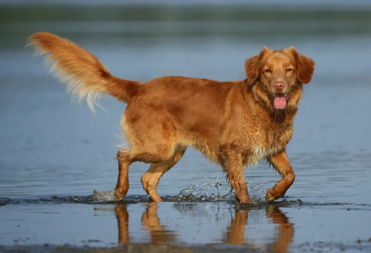 Radosny retriever z Nowej Szkocji brodzi w wodzie, machając puszystym ogonem.