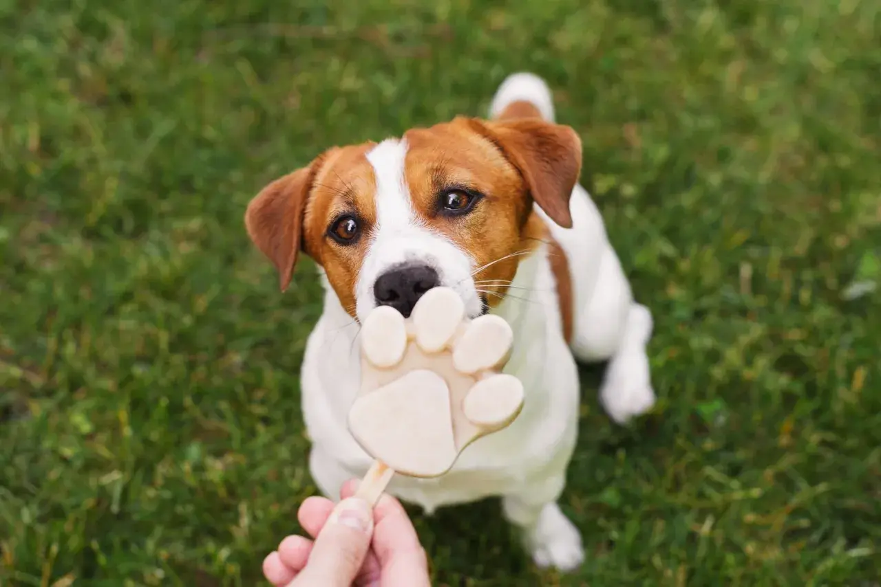 Czy pies może jeść lody? Ten uroczy Jack Russell Terrier z pewnością chciałby spróbować tego lodowego przysmaku w kształcie łapki.
