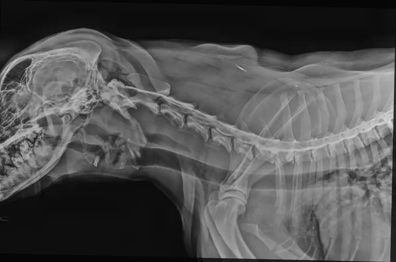 RTG psa z widoczną jamistością rdzenia kręgowego. Widoczny implant w okolicy kręgosłupa.