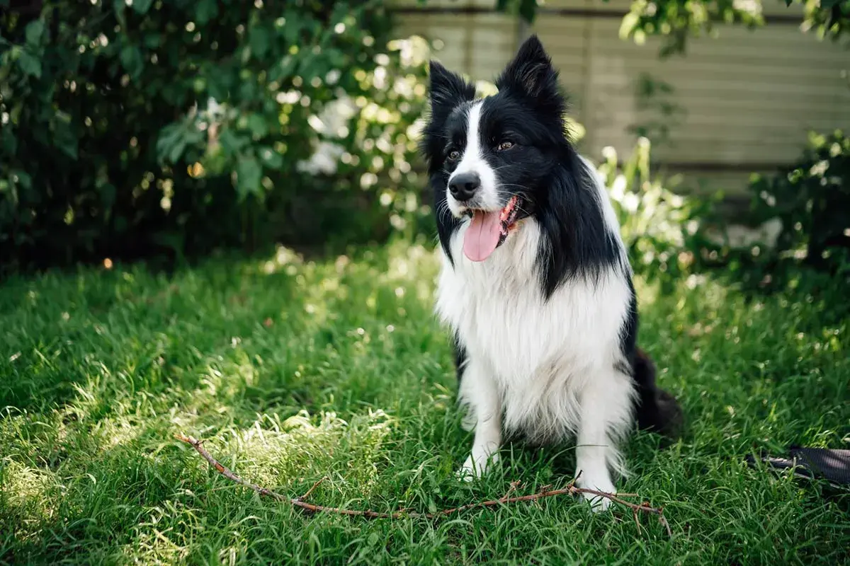 Inteligentny border collie siedzi na trawie, gotowy do zabawy. To jeden z najmądrzejszych psów.