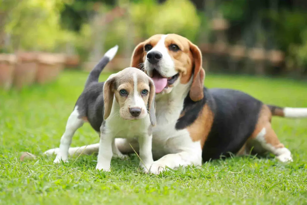 Szczeniak beagle z niebieskimi oczami i dorosły pies tej samej rasy na trawie. Idealny przykład, jak wprowadzić szczeniaka do domu z psem.