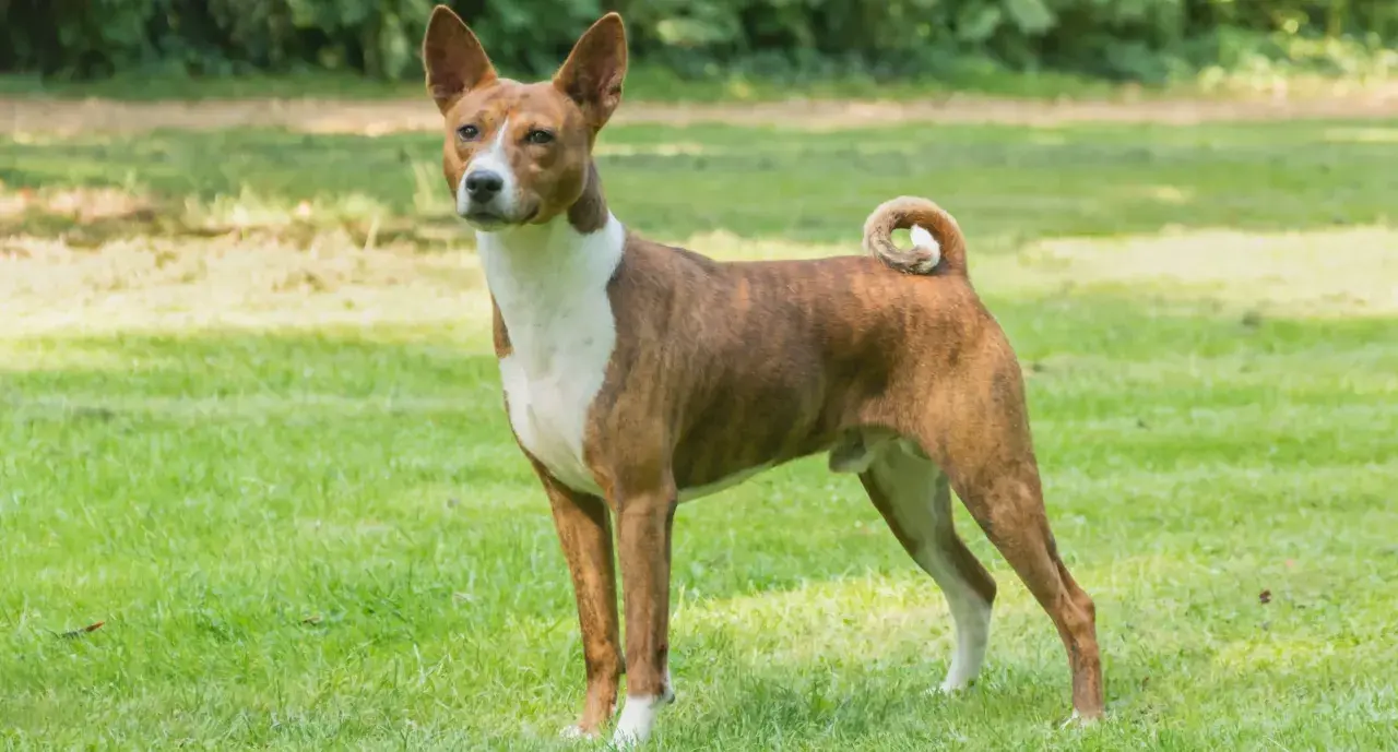Elegancki basenji pies o pręgowanym umaszczeniu stoi na zielonej trawie, z charakterystycznie zakręconym ogonem.