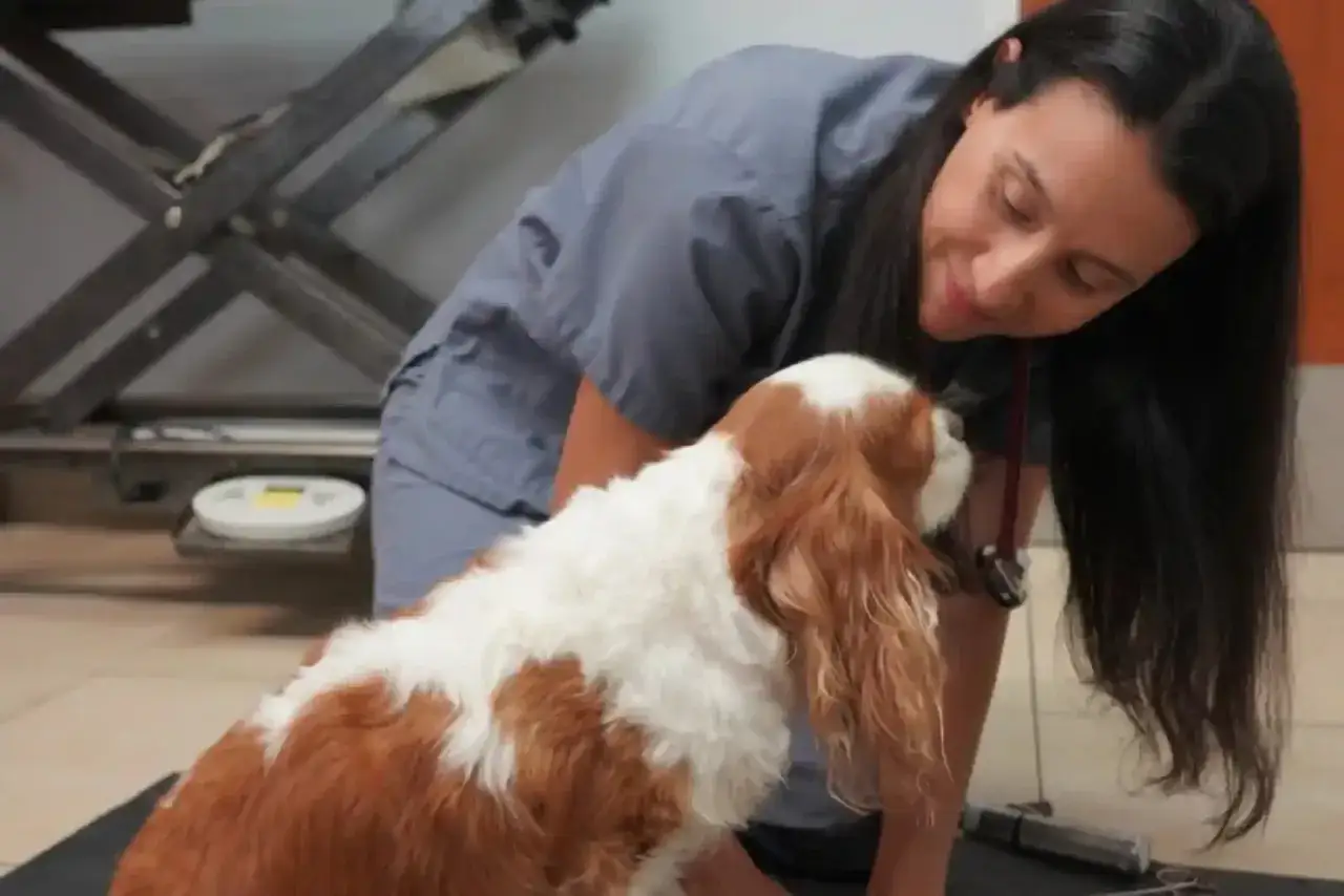 Weterynarz bada jamistość rdzenia kręgowego u psa rasy Cavalier King Charles Spaniel.