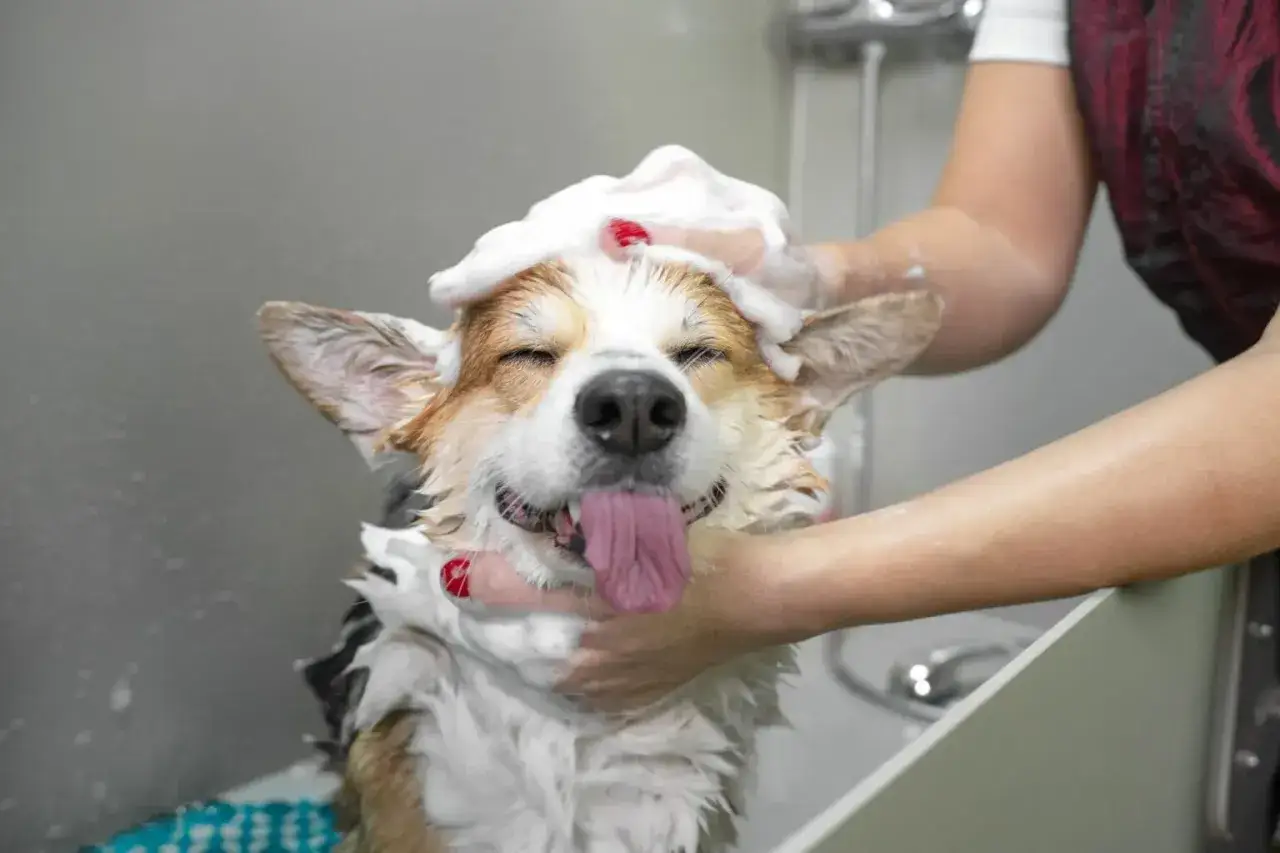 Szczeniak corgi z pianą na głowie, cieszący się kąpielą. Kiedy można kąpać szczeniaka? Gdy jest brudny i potrzebuje odświeżenia!