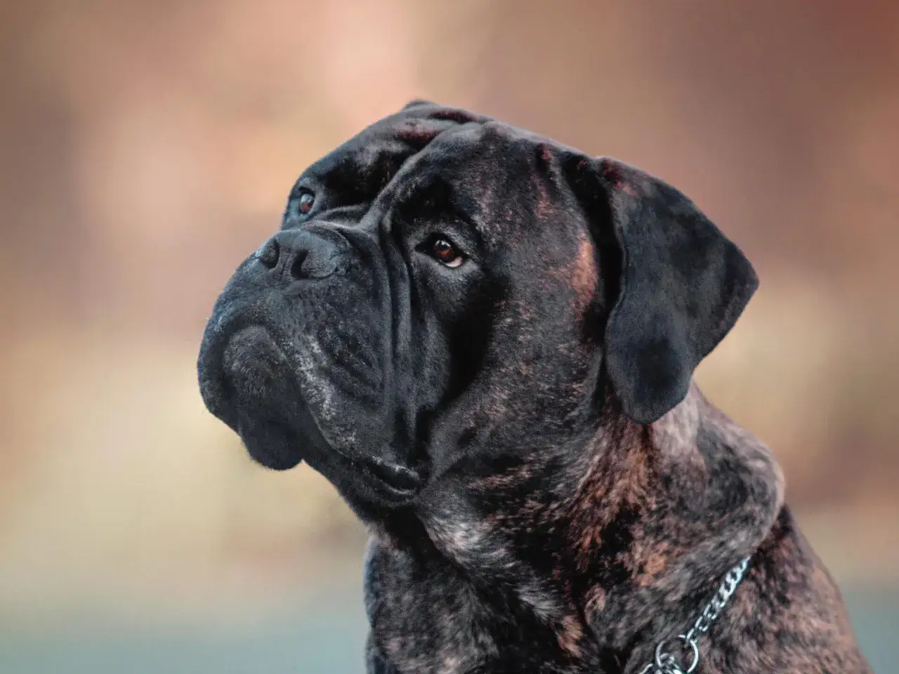 Portret bullmastiffa o pręgowanym umaszczeniu. Czy bullmastiff jest agresywny? Ten pies wygląda na spokojnego i zr&oacute;wnoważonego.