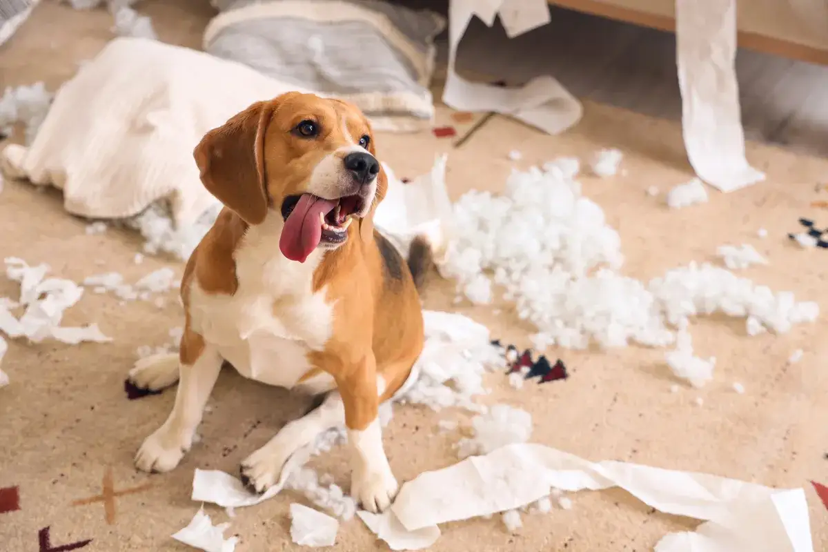 Smutny beagle siedzi wśr&oacute;d zniszczonych poduszek i papieru. To objawy lęku separacyjnego u psa.