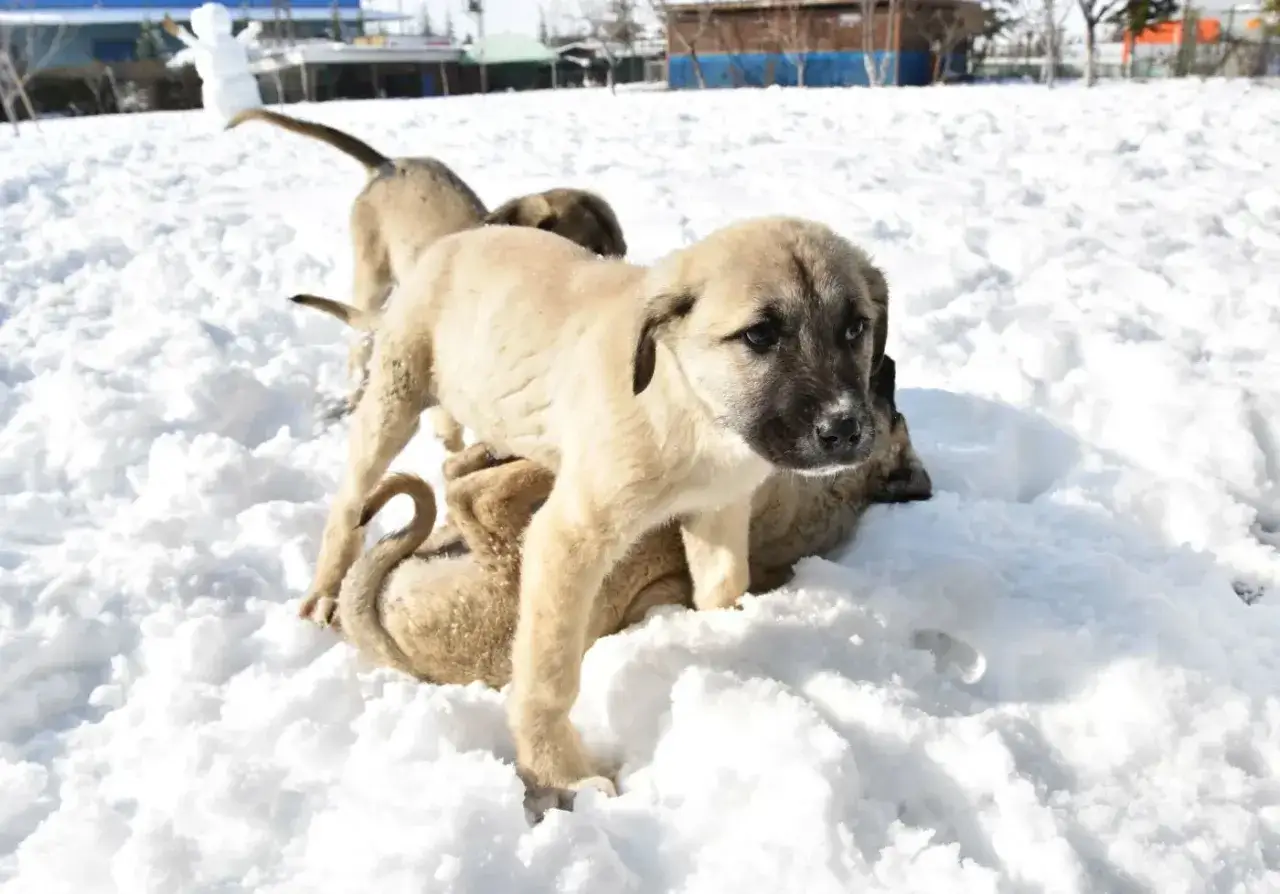 Szczenięta bawią się na śniegu. Może to inspiracja do imiona dla psa?