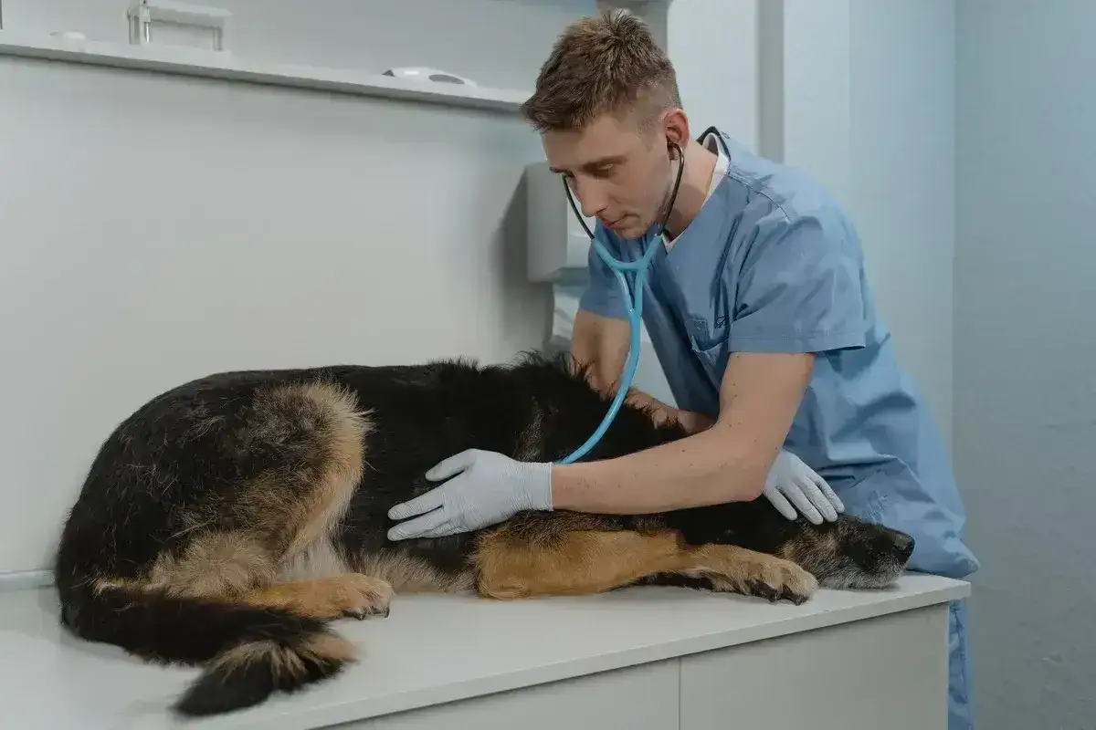 Weterynarz bada psa z wzdętym brzuchem. Pies leży na stole, a lekarz osłuchuje go stetoskopem.