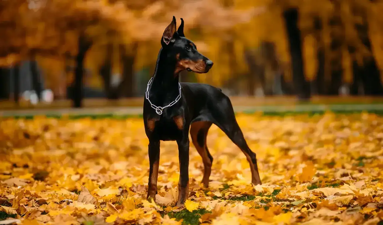 Elegancki doberman z wyprostowanymi uszami stoi na tle jesiennych liści.