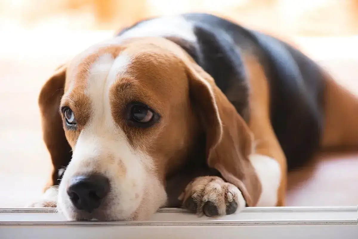 Smutny beagle leży na podłodze, zastanawiając się, czy pies może jeść majonez.
