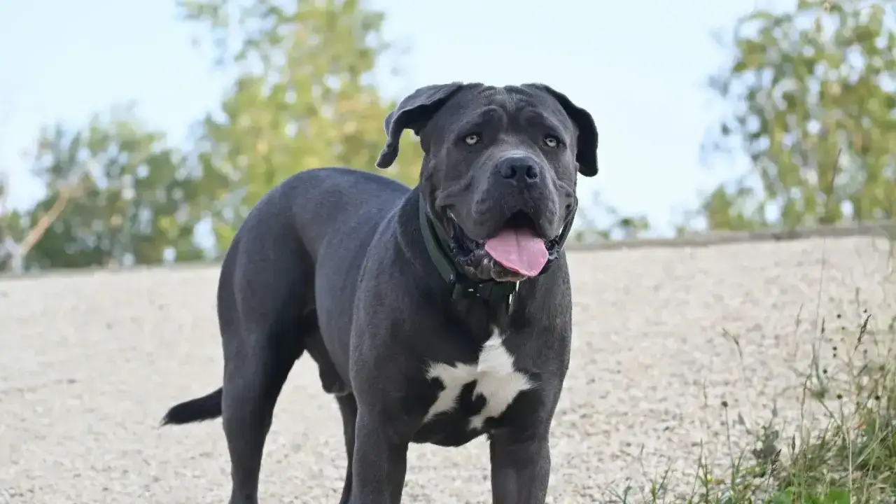 Potężny pies rasy cane corso, gotowy do psich sport&oacute;w, stoi na żwirowej ścieżce.
