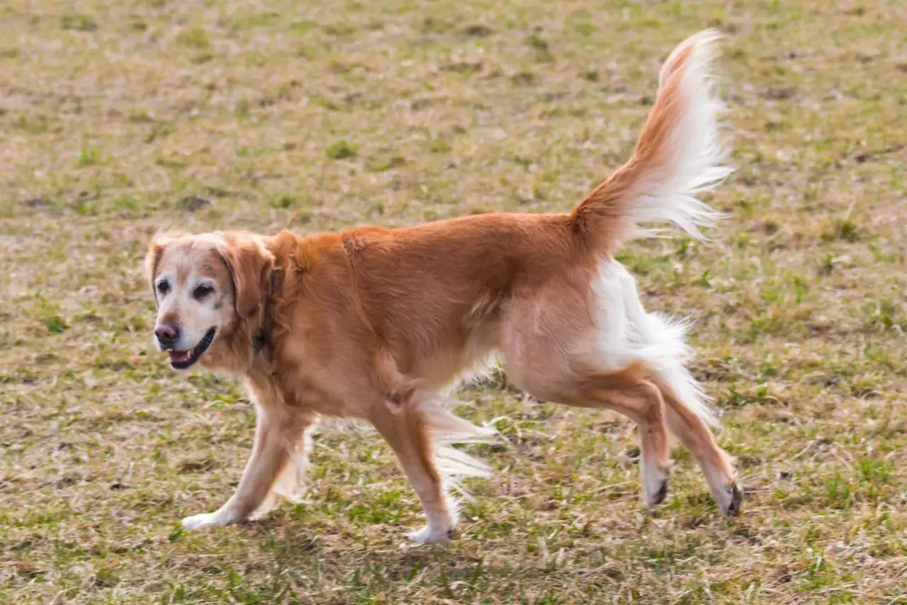 Złoty retriever z dysplazją porusza się po trawie, jego ogon uniesiony w g&oacute;rę.
