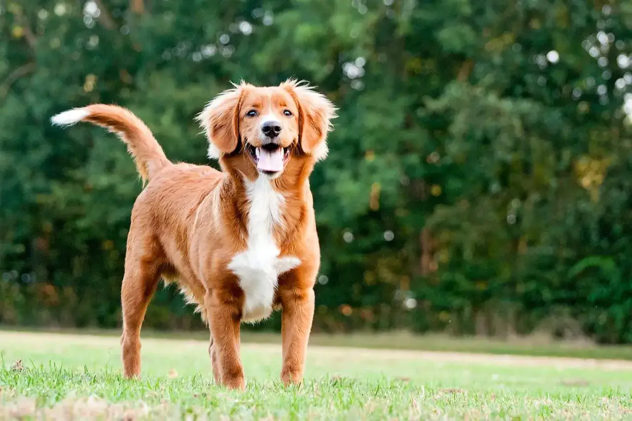Radosny retriever z Nowej Szkocji stoi na trawie, merdając ogonem.