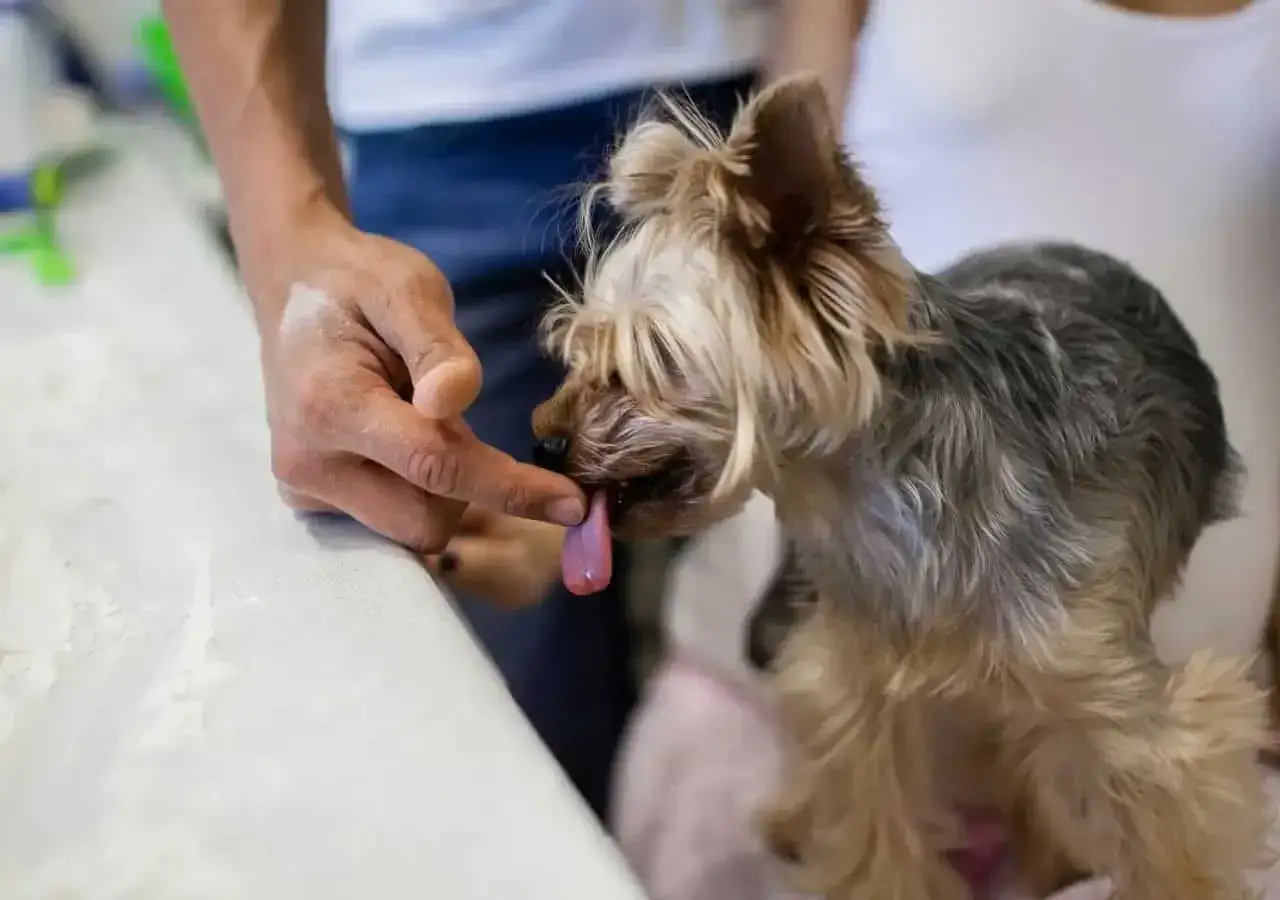 Mały piesek yorkshire terrier delikatnie lize palec człowieka, okazując czułość.