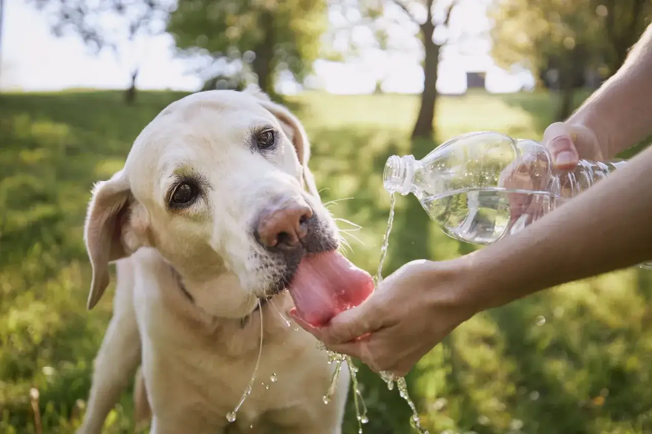 Labrador pije wodę z dłoni, jakby chciał sprawdzić, czy pies może mieć ADHD.