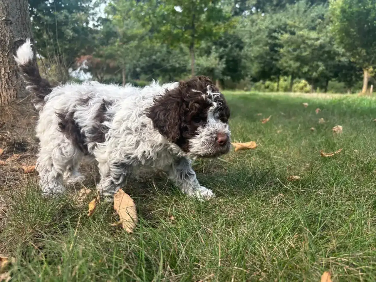 Szczeniak lagotto romagnolo o brązowo-białym umaszczeniu, z charakterystyczną kręconą sierścią, eksploruje trawę. Jego wesoły lagotto romagnolo charakter widać w każdym ruchu.