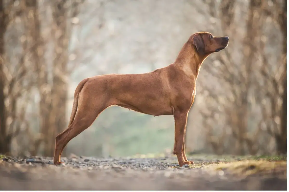 Elegancki, duży brązowy pies rasy Rhodesian Ridgeback stoi na ścieżce, wpatrzony w dal.