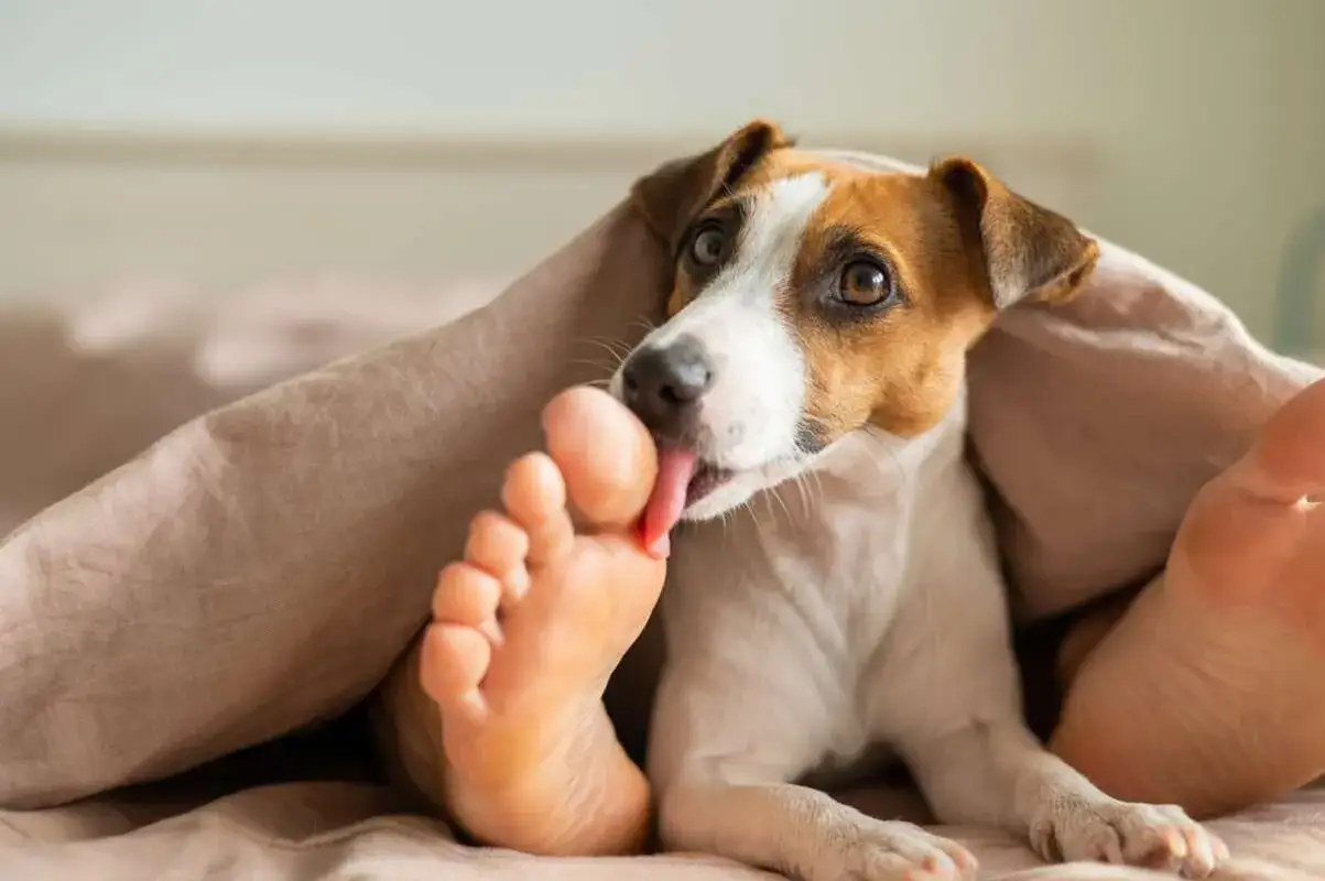 Pies Jack Russell Terrier liże ludzką stopę pod kołdrą. Może to być oznaka przywiązania lub pr&oacute;ba zaspokojenia ciekawości.