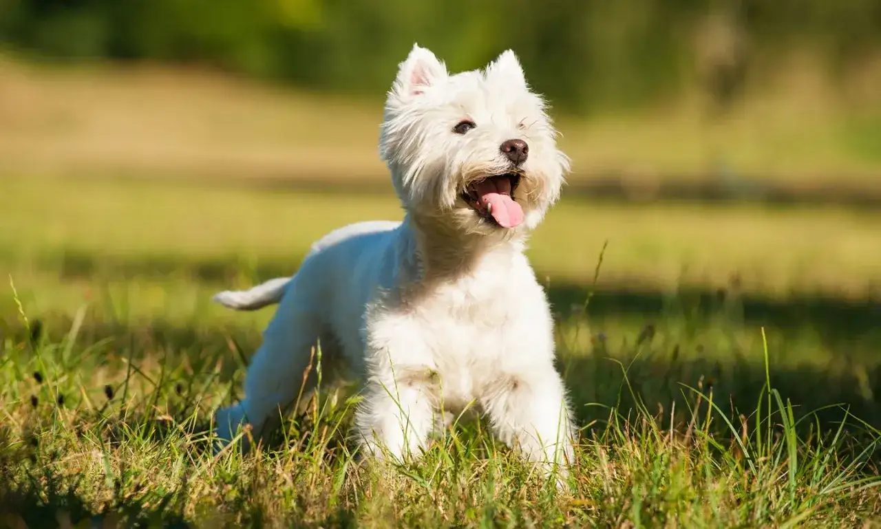 Wesoły west terrier biały z językiem na wierzchu, cieszący się słońcem na zielonej łące.