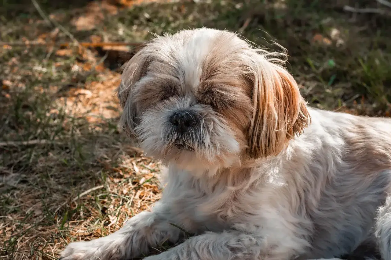 Puszysty piesek Shih Tzu odpoczywa na trawie. Może śpi przy głowie, bo czuje się bezpiecznie i blisko.