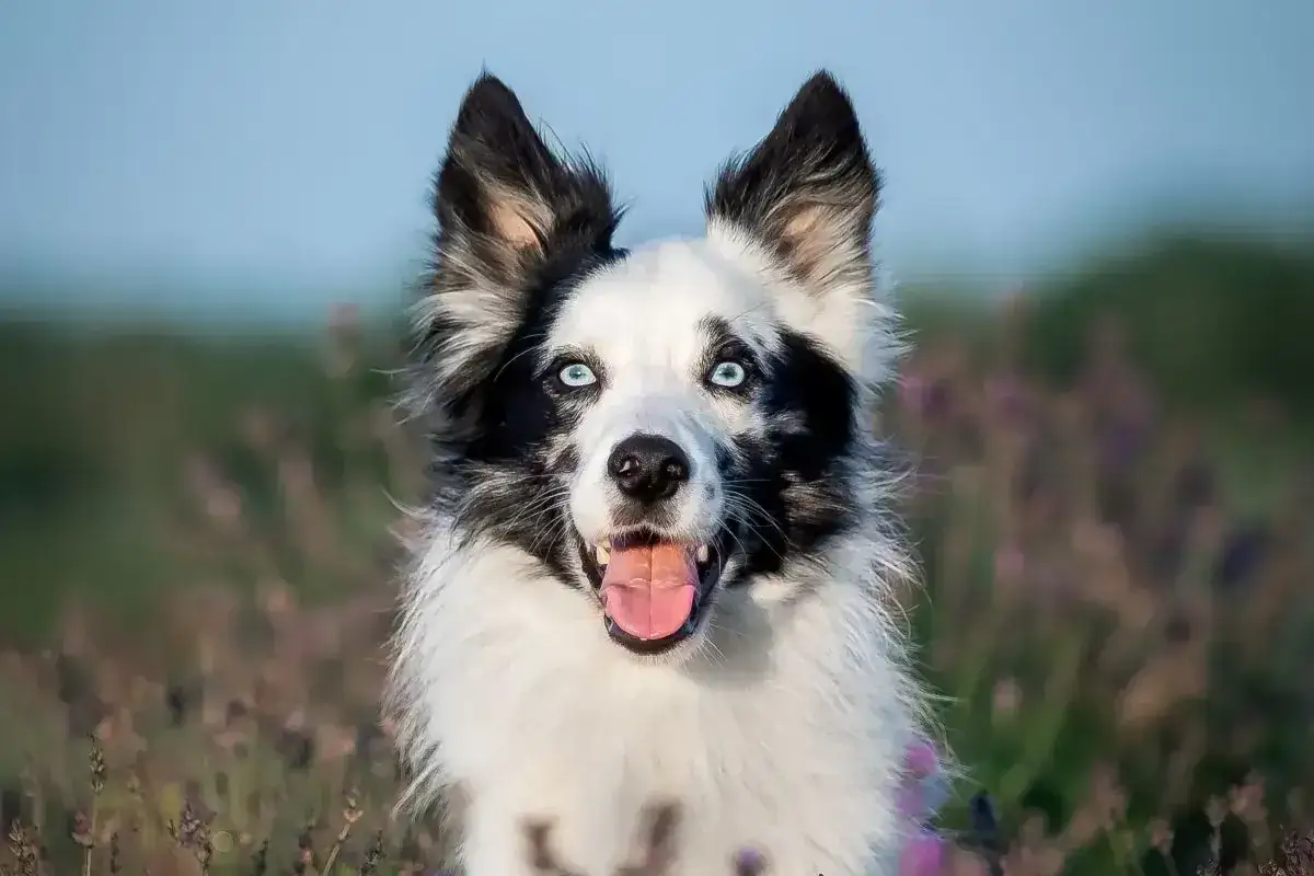 Border collie z niebieskimi oczami w lawendowym polu. Ile żyje taki pies? Średnio 10-17 lat.
