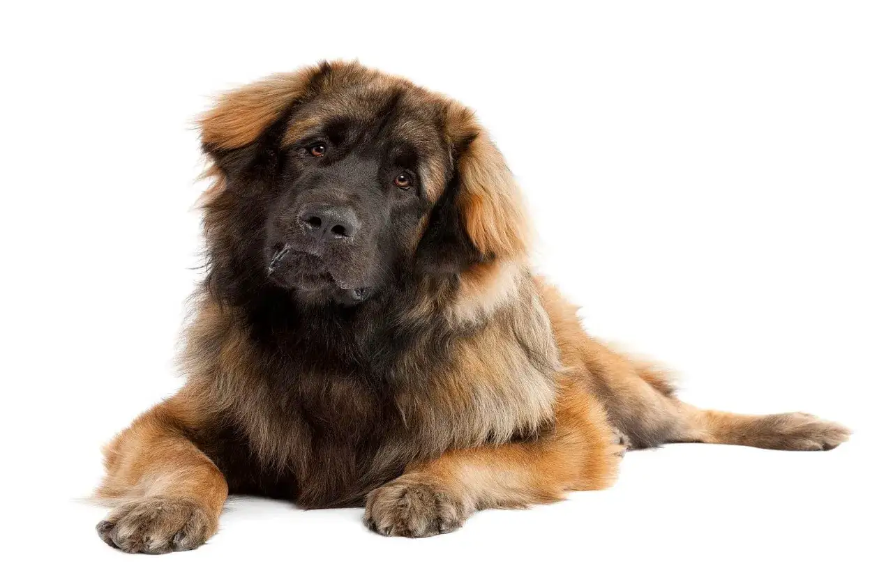 Leonberger, potężny pies o gęstej, brązowej sierści, leży spokojnie, patrząc w obiektyw z łagodnym wyrazem pyska.
