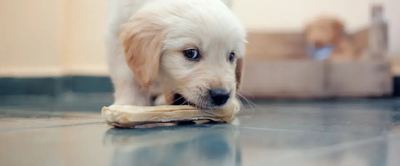 Uroczy szczeniak golden retrievera gryzie kość podczas swojej kwarantanny. W tle widać drugiego psa w legowisku.