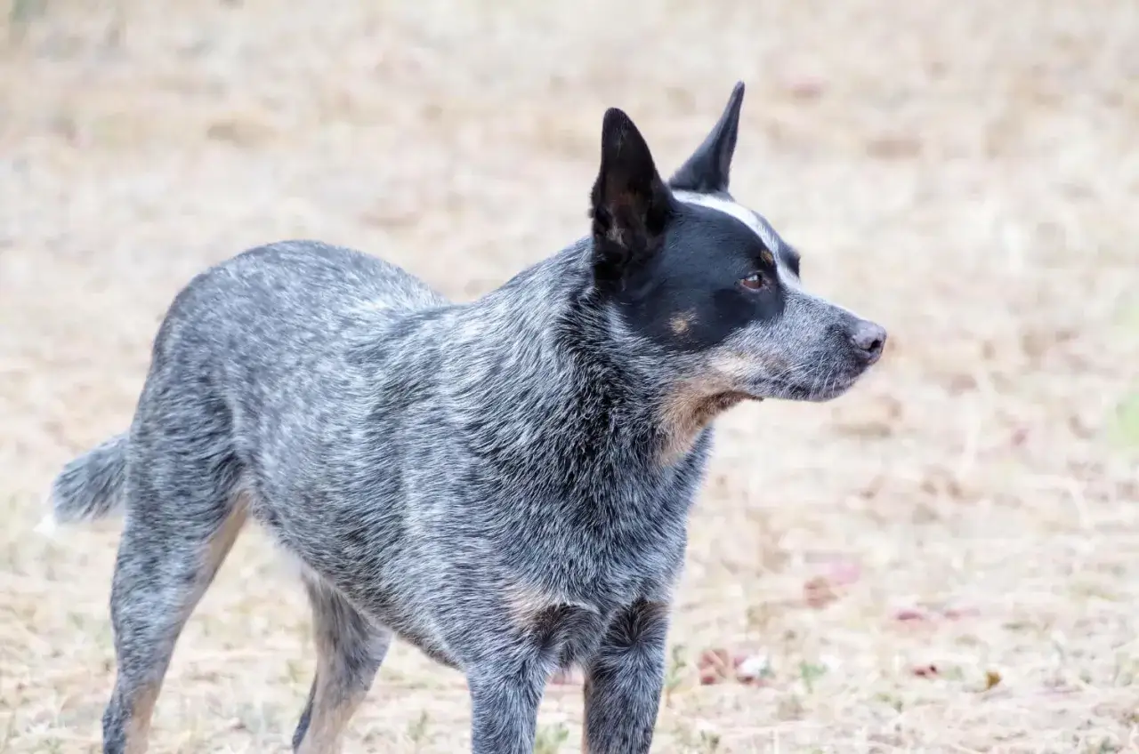 Czujny pies blue heeler o szaro-niebieskim umaszczeniu, z czarną maską na pysku, stoi na trawiastym tle.