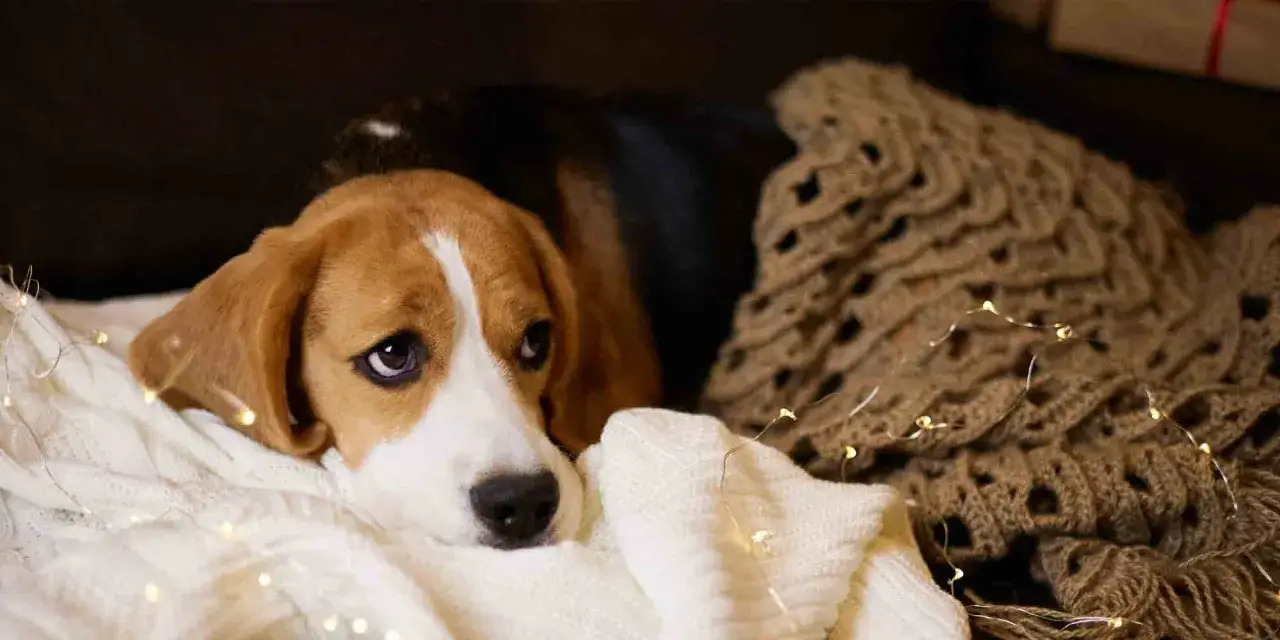 Smutny beagle leży na miękkich kocach, otoczony migoczącymi lampkami. Słychać ciche skomlenie psa, tęskniącego za towarzystwem.