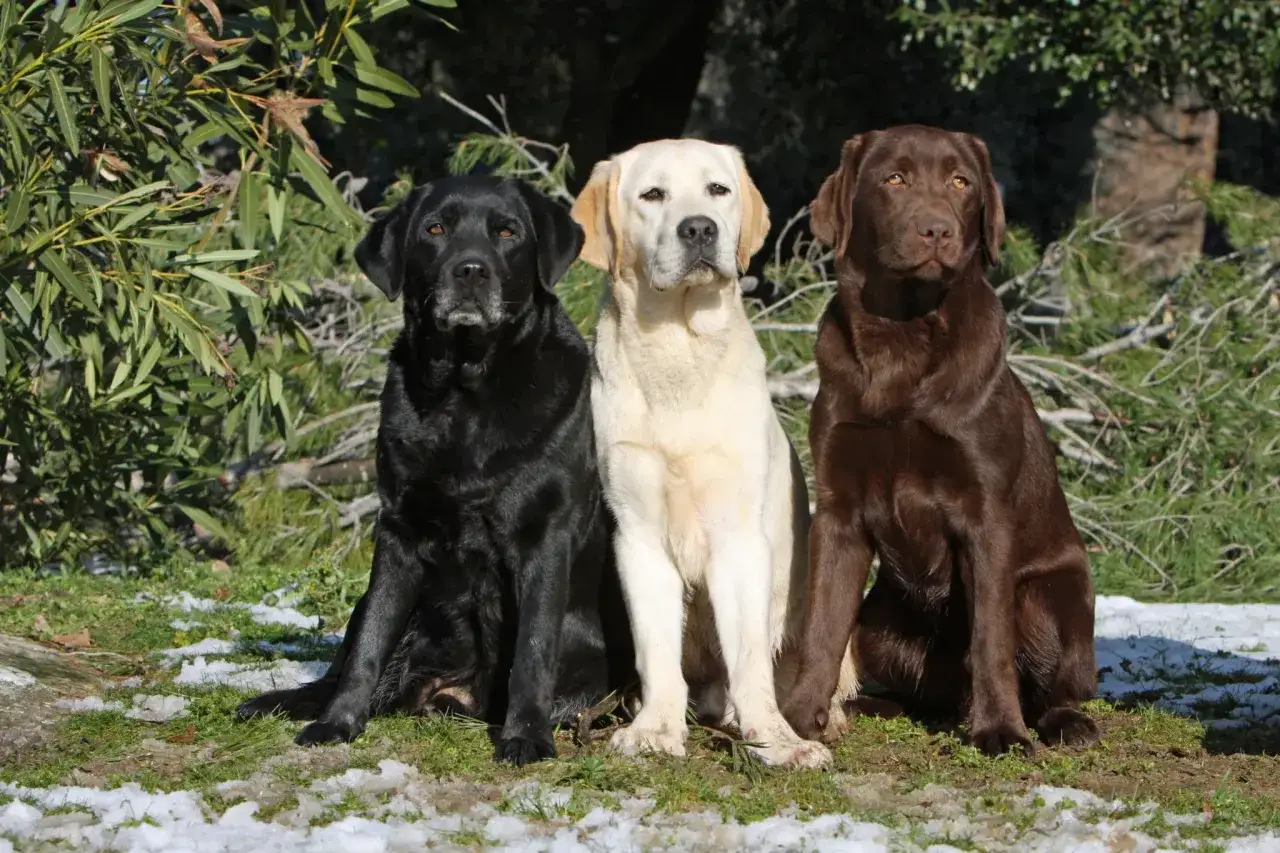 Trzy psy rasy pies labrador: czarny, biszkoptowy i czekoladowy, siedzą obok siebie na tle zieleni i śniegu.