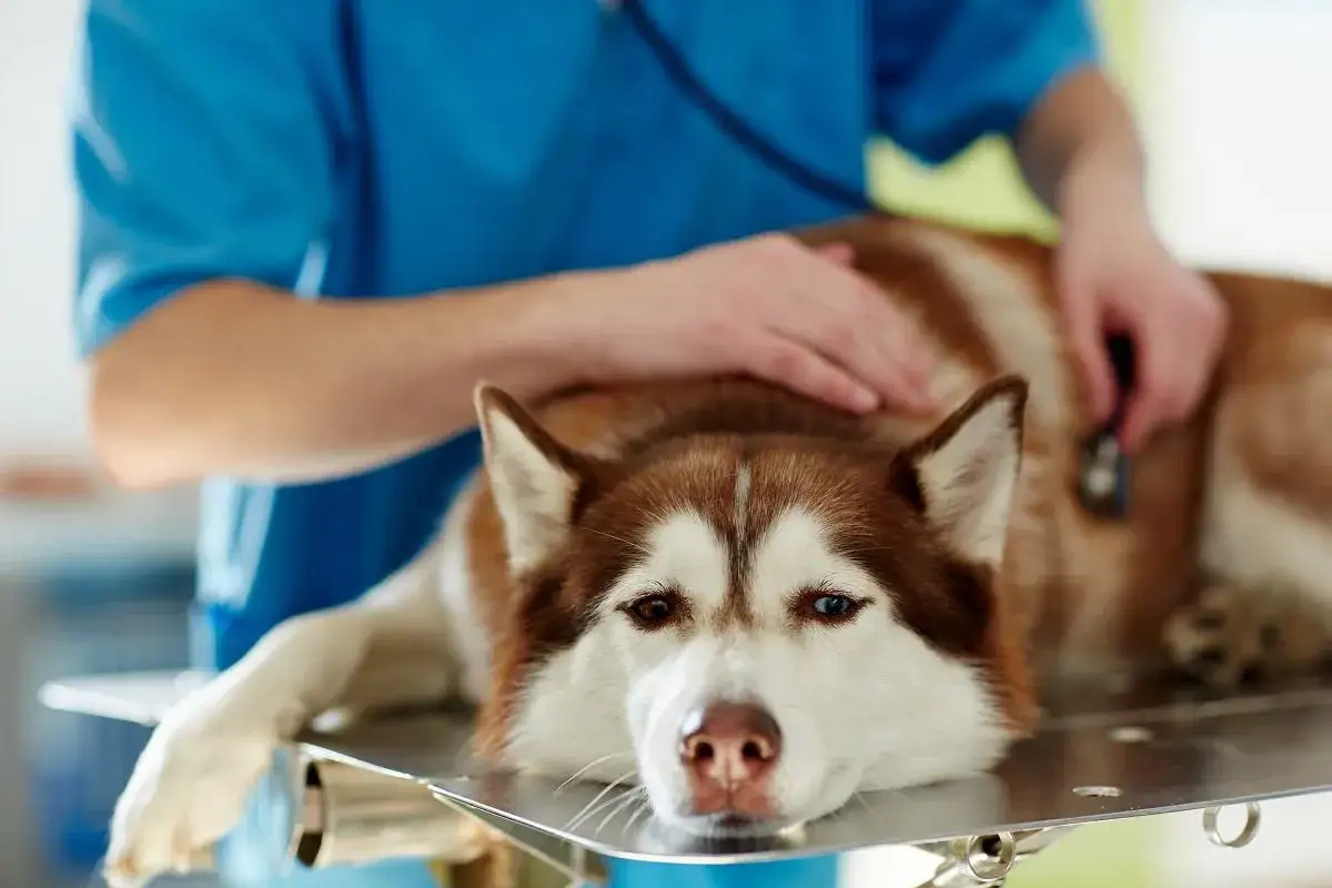 Weterynarz przygotowuje do uśpienia psa. Pies rasy husky leży na stole, weterynarz kładzie mu rękę na grzbiecie.