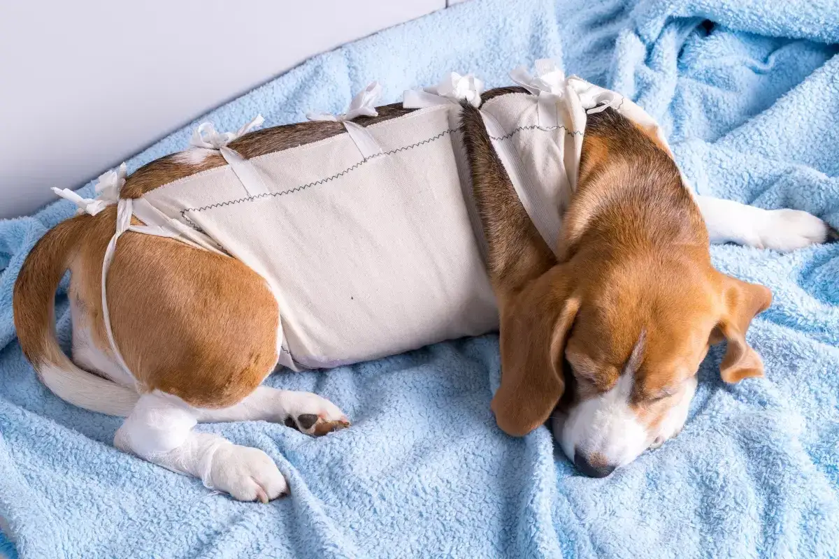 Pies beagle z bandażem na brzuchu, który może sugerować ciążę urojoną u psa.