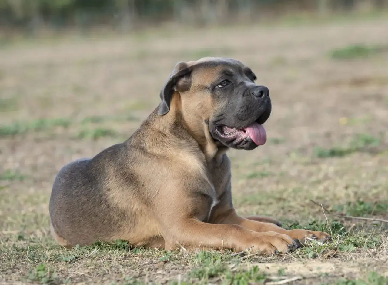 Młody pies rasy cane corso leży na trawie, dysząc z językiem na zewnątrz.