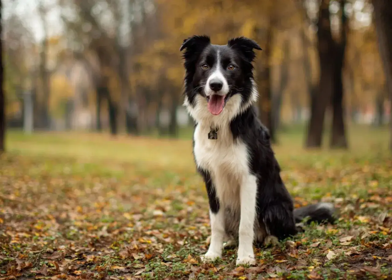 Piękny pies rasy border collie siedzi na tle jesiennego parku, otoczony opadłymi liśćmi.