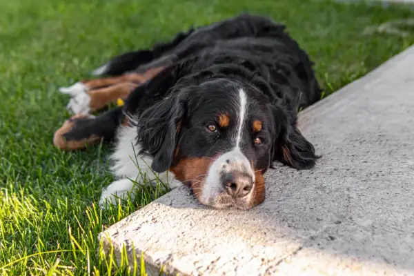 Bernese mountain dog leży na trawie, odpoczywając. Pamiętaj, że ksylitol dla psa jest toksyczny!