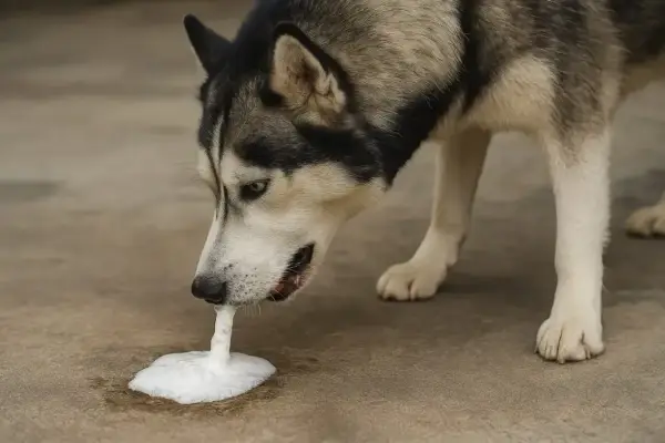 Husky wymiotuje białą pianą. Dowiedz się, co zrobić, gdy pies wymiotuje białą pianą i jak mu pomóc.