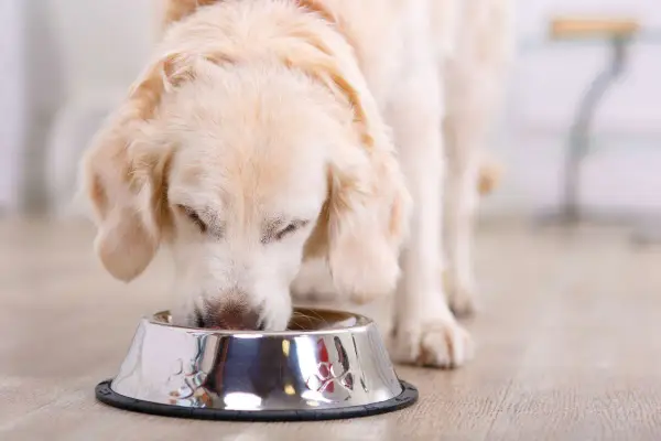 Złocisty retriever pochyla się nad miską, jedząc. Czy pies może jeść groszek? Ten słodki piesek na pewno chętnie spróbowałby!